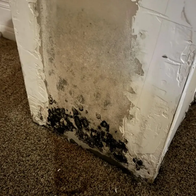 Professional Mold Removal in York, AL